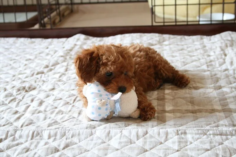 愛犬におすすめのプレゼント